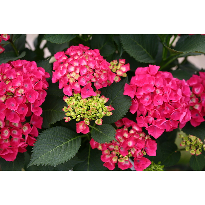 French Hydrangea Assorted