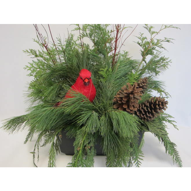 Green Plus 20-in Festive Christmas Window Box Planter