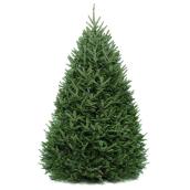 Green Plus 5-ft Balsam Tree