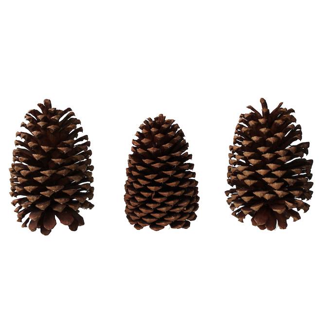 Green Plus XXL Pine Cones on Stems - Pack of 3