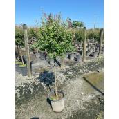 Arbre ornemental assorti dans un pot de 7 gallons