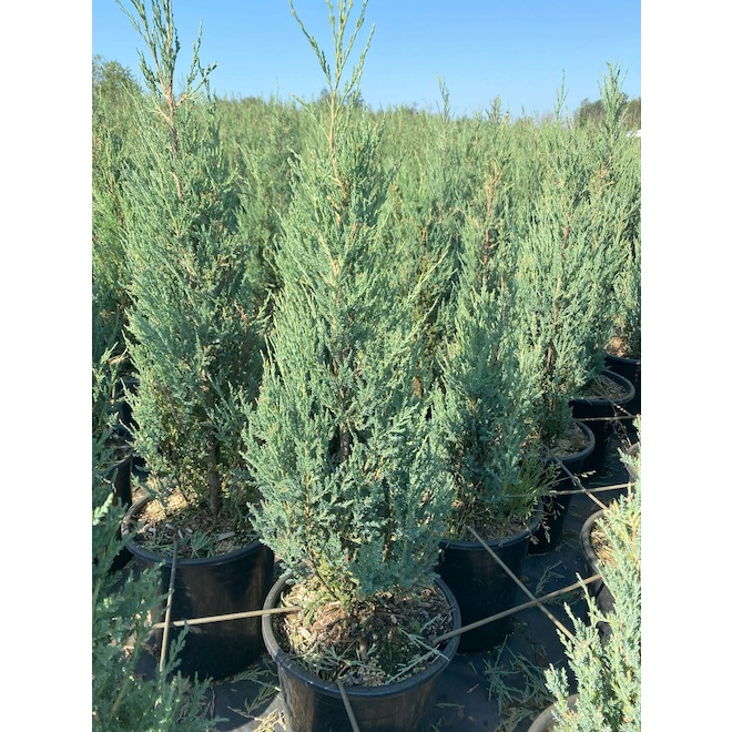 5 Gallons Upright Juniper