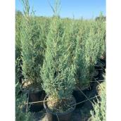 5 Gallons Upright Juniper