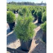 5-Gallon Assorted Potted Pine