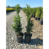 1-Gallon Assorted Potted Yew