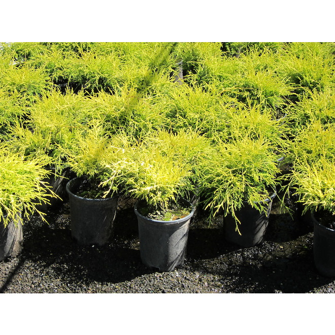 1-Gallon Potted Chamaecyparis pisifera "Sungold"