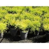 1-Gallon Potted Chamaecyparis pisifera "Sungold"