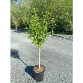 Arbre ornemental fleuri assorti dans un pot de 3 gallons
