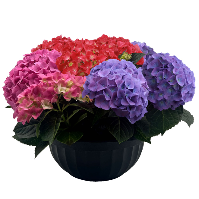 Multicolour Easter Hydrangea Planter