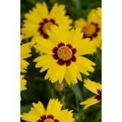 Green Plus Assorted Fall Perennial