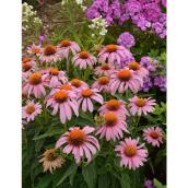 Green Plus 8-in Echinacea Fall Perennial - Pink