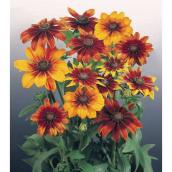 Green Plus 8-in Hirta Rudbeckia Fall Perennial - Yellow