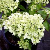Green Plus 2-Gallon Panniculata Hydrangea - White