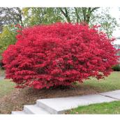 Green Plus Bush Burning