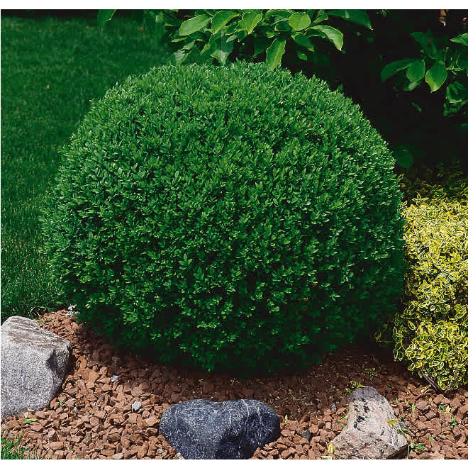 Fall Color Boxwood Green Plus 3-Gallon Fall Boxwood 829525002296 | RONA