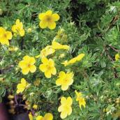 Green Plus 2-Gallon Flowering Fall Cinquefoil
