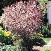 Green Plus 2-Gallon Purpleleaf Chokecherry