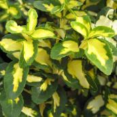Green Plus Assorted Fall Euonymus in 2-gal Pot