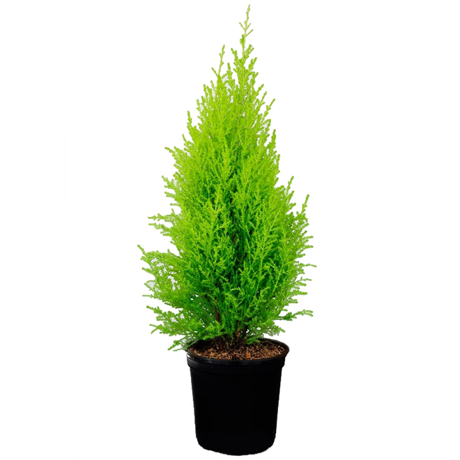 Green Plus Nurseries Lemon Cypress Plant in a 4-in Pot