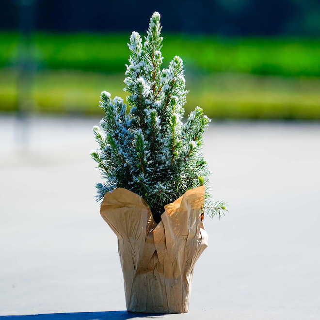 Green Plus Nurseries Alberta Spruce Tree in a 4-in Pot