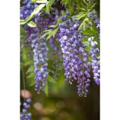 Green Plus Nurseries Wisteria Climbing Plant in a 2-Gal Pot