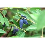 Green Plus Nurseries Honeyberry Plant in a 2-Gal Plant