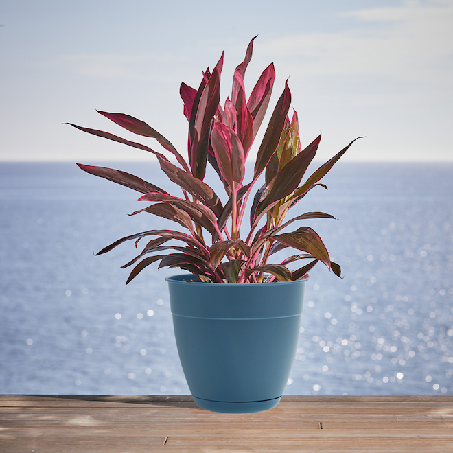 Pot Dayton par Bloem 1/pqt 16 x 14,59  po bleu plastique