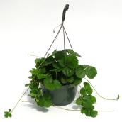 Plant de fraises, panier suspendu de 10 po