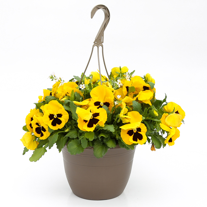 Fernlea Flowers Premium Hanging Basket - 10-in Assorted Colours