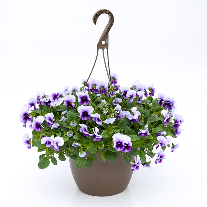 Fernlea Flowers Premium Hanging Basket - 10-in Assorted Colours