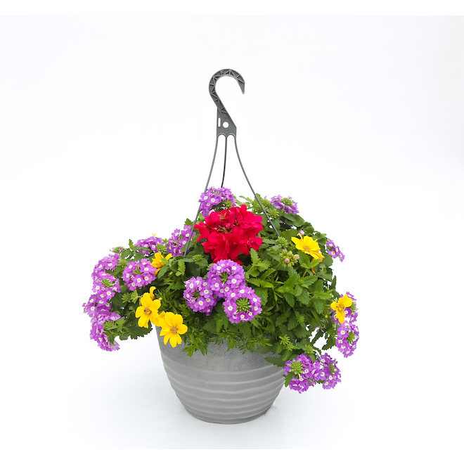 Hanging Basket - 12-in - Assorted Colours