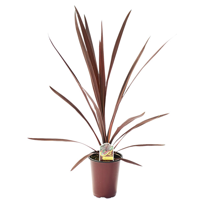 Fernlea Flowers Cordyline, 4.5-in Red