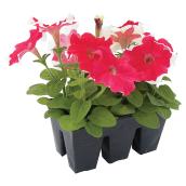 Annuals - Pack of 6 - Assorted Colours