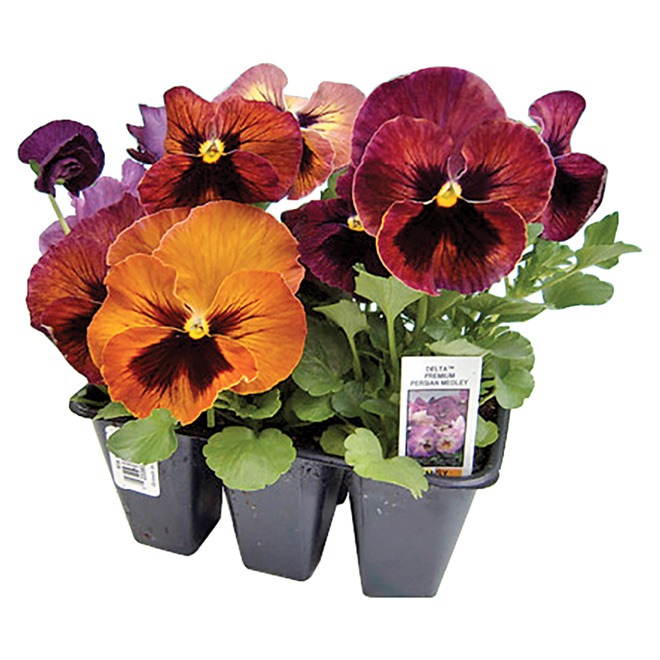 Fernlea Flowers Pansy - Assorted Colour