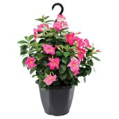 Dipladenia Hanging Basket - 10-in Assorted Colour