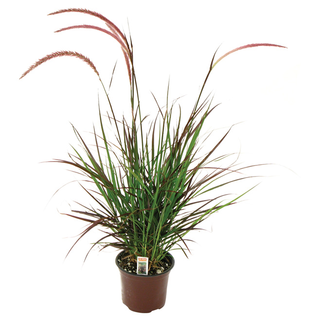 Rubrum Grass - 6-in Pot Red