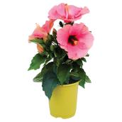 Fernlea Flowers Hibiscus 4.5-in Pot Assorted Colours