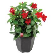 Assorted annual plants - 3.5-in Pot Assorted Colour 755862 | RONA