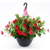 Rio Dipladenia - Fernlea Flowers - 13-in Hanging Basket Assorted Colour