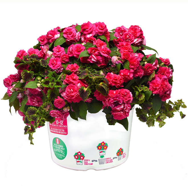 Plants d'automne assortis Ready Refill Fernlea Flowers 10 po