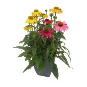 Potted Echinacea Plant - 10-in Assorted Colours