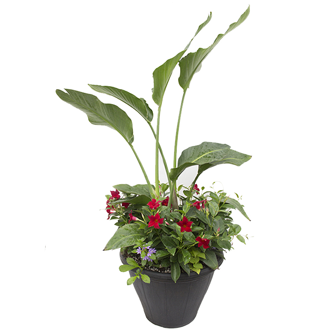 Fernlea Flowers Annual Tropical Flower Planter - 17-in