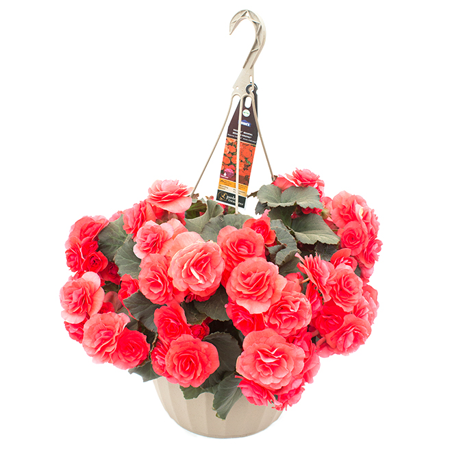 Begonia Solenia 11 In Hanging Basket Assorted 802016 Rona 5353