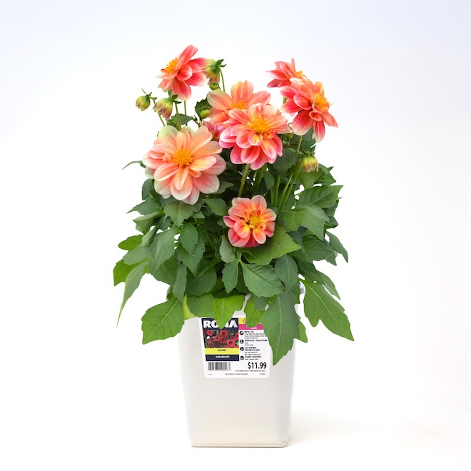 GARDEN TREASURE Dahlia 1-Gallon Container Assorted Colour 124538 | RONA