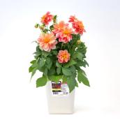 Dahlias contenant de 1 gallon, couleur assortie