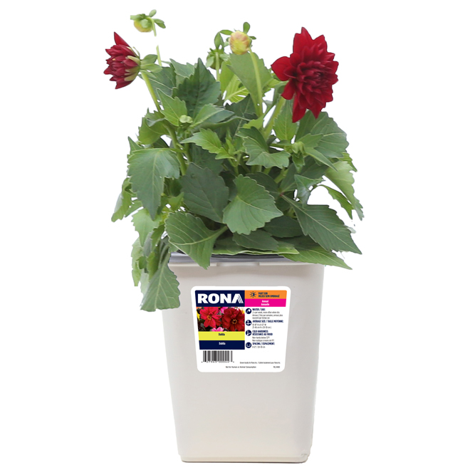RONA Dahlia 1-Gallon Container Assorted Colour 900733 | RONA