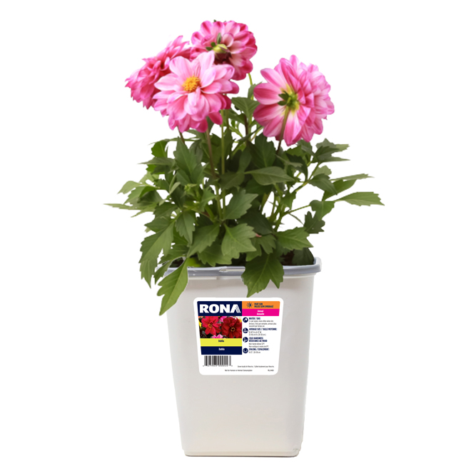 RONA Dahlia 1-Gallon Container Assorted Colour 900733 | RONA