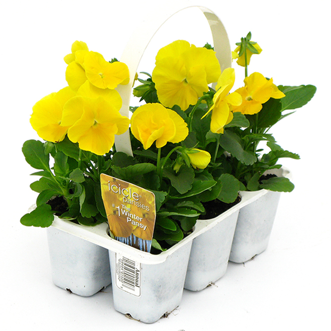 Fernlea Flowers Icicle Pansies - Assorted Colours Pack of 6