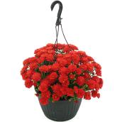 Fall Mums - 10-in Hanging Pot Assorted Colours