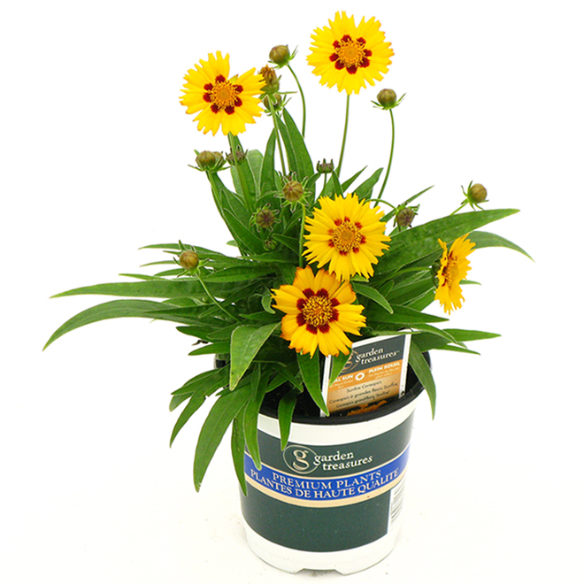 Fernlea Flowers Coreopsis Sunfire Fall 1 Quart Assorted Colours 700930 Rona 1438